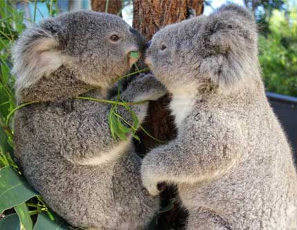 Симпатичные животные в австралийском зоопарке