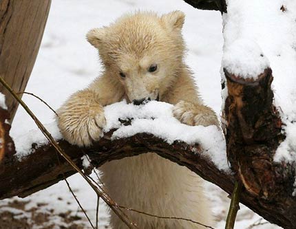 Малый полярный медведь, любящий есть снег