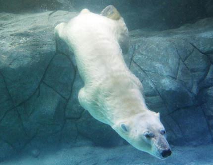 Веселые игры полярного медведя из Бразилии