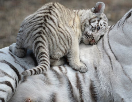 Очаровательные белые бенгальские тигрята из зоопарка Новосибирска