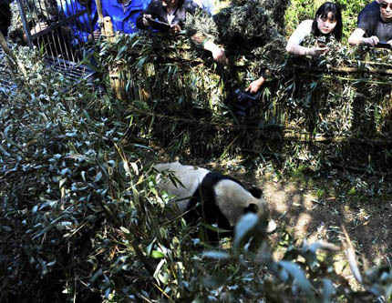 В провинции Сычуань спасенную дикую большую панду выпустили на волю