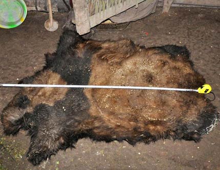 В Китае арестовали трех браконьеров, которые убили гигантскую панду