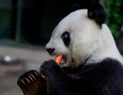 В Китае день рождения панды-долгожительницы будут праздновать полгода