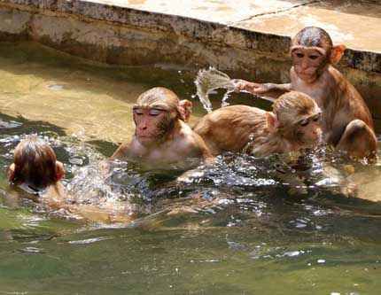 В Индии макаки спасаются от жары, прыгая в воду