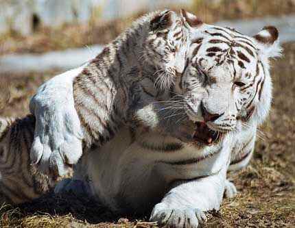 Белый тигренок с мамой в Новосибирском зоопарке в России