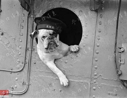 Военные заслуги животных во время второй мировой войны