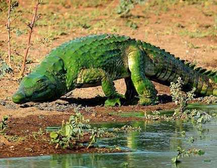 Крокодил в ЮАР стал "зеленым монтром", покрытый зелеными водорослями