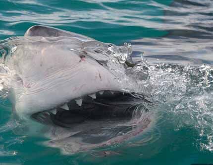 Фотографии охоты большой белой акулы на тюленей