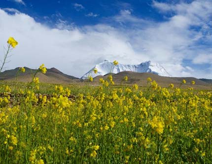 Красивые цветы рапса в Тибете