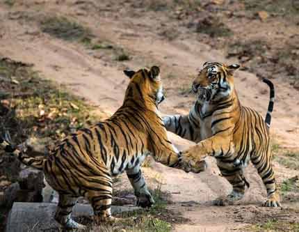 Тигры -- хищники на Земле