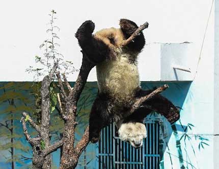 Шаловливая панда в зоопарке в Тайюань