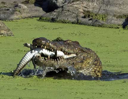 Взрослый крокодил съел детеныша крокодила
