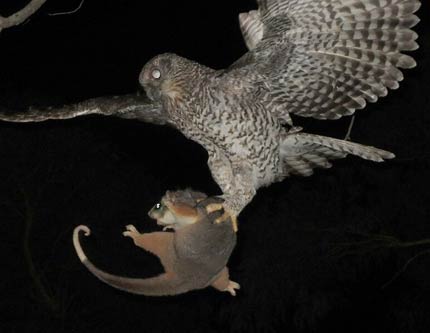 Охота совы на опоссума