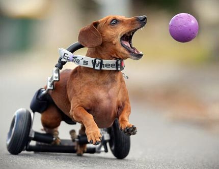 Веселая жизнь собачки с помощью инвалидной коляски