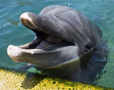 Милые дельфины на Багамских Островх