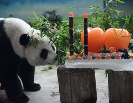Гигантские панды "Туань Туань" и "Юань Юань" отметили свои 11-й день рождения