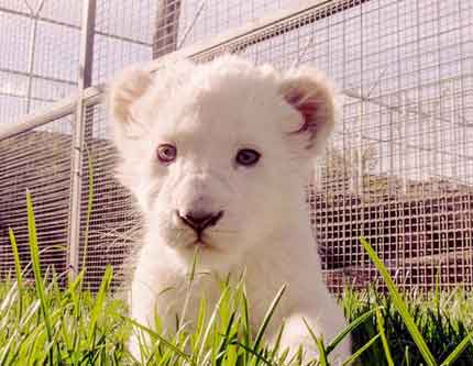 Милые детеныши белого льва