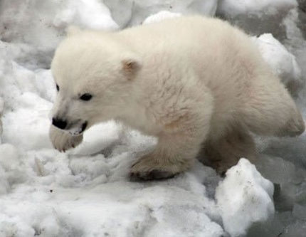 Фотограф снял, как симпатичный белый медвежонок первый раз входит в воду