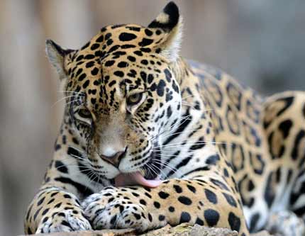 Милые фотографии ягуара