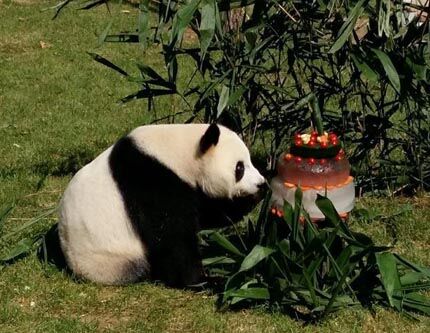 Большая панда Мэнмэн впервые провела свой день рождения в районе высоких широт