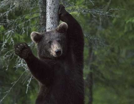 Бурый медведь помахал фотографу рукой в знак приветствия