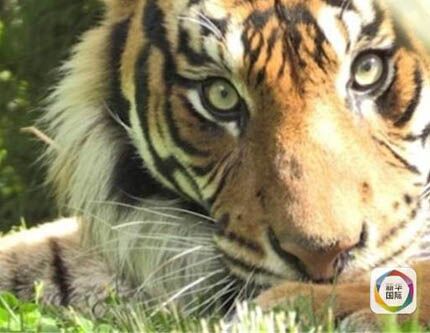 Сотрудница зоопарка в Новой Зеландии погибла при нападении тигра