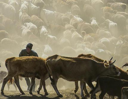 Жизненные изображения скотоводов в СУАР