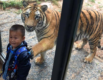 Приближение к тиграм