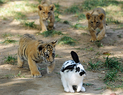 Львенки и тигренки играют вместе!