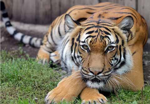 Свирепый взгляд тигра