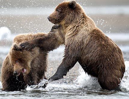 Драк двух коричневых медведей за еду в национальном парке Кларк в США