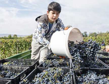 Урожай винограда в Грузии