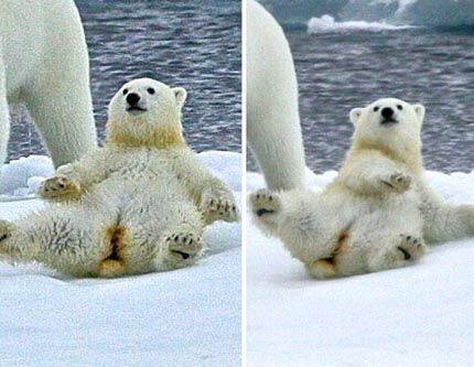 Детеныш полярного медведя скользнул и упал на льду