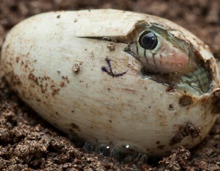 Фото: Как вылуплялся змеёныш из яйца