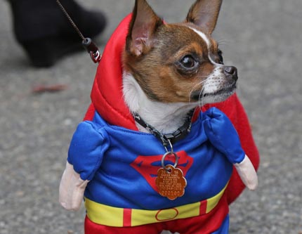 Собачий маскарадный парад в честь Хэллоуина в Нью-Йорке
