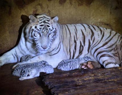 В зоопарке провинции Юньнань родились сразу 5 белых тигрят