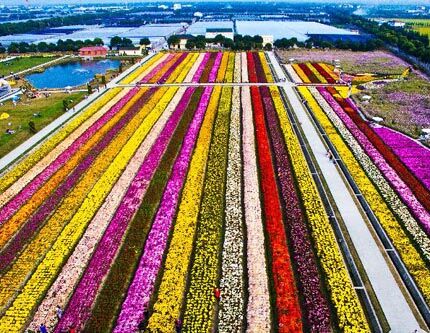 Цветочное поле в Шанхае