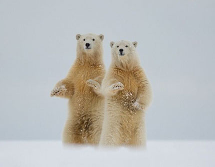 Милые моменты полярных медведей