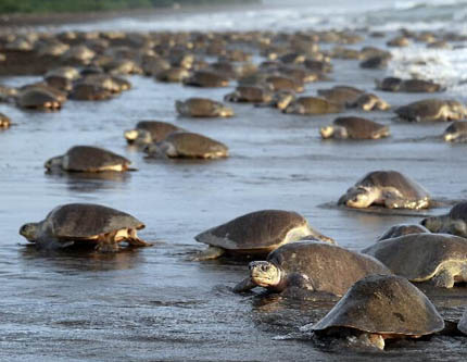 На побережье Коста-Рики наступило время нереста оливковых черепах Ридли
