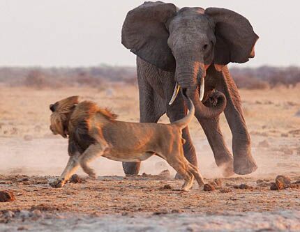 Схватка между львом и слоном за воду в национальном парке Нхаи Пан в Ботсване