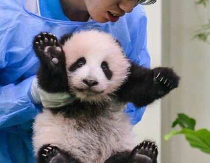 В Малайзии показали детеныша гигантской панды