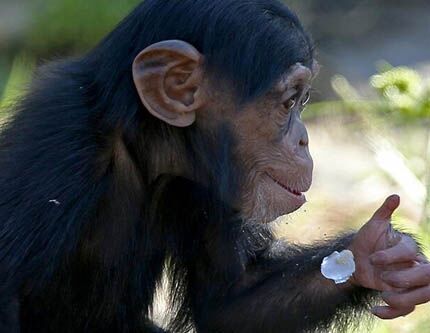 Орангутанг ест кусочки льда от жары