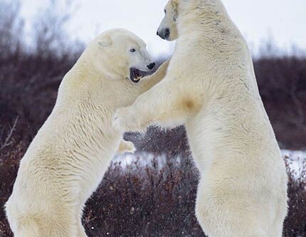 Игры бокса между белыми медведями в гудзонов заливе в Канаде