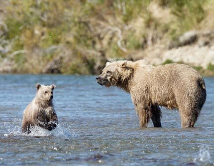 7-месячный коричневый медвежонок учится у мамы ловить рыбу