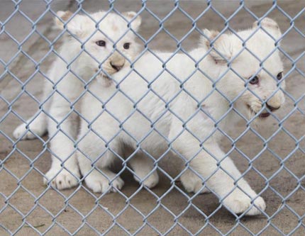 Дебют четверо белых львят в зоопарке Торонто