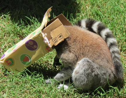 Как животные в зоопарке распаковывали свои рождественские подарки?