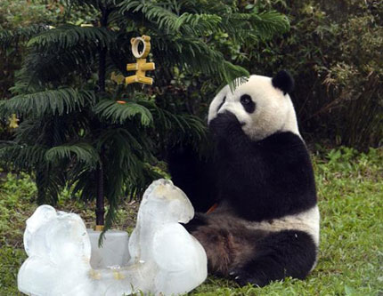 Как панда с его друзьями провела Рождественские каникулы в Тайбэе