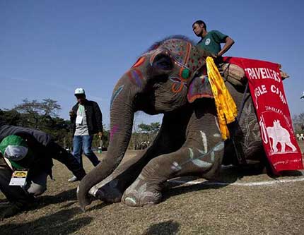 В Непале прошел конкурс красоты для слонов