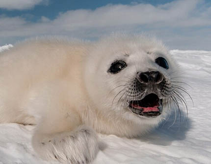 Фото: милый новорожденный детеныш гренландского тюленя в Канаде