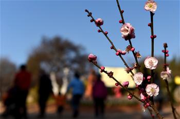 Цветущие цветы сливы в парке Хэйлунтань в Куньмине